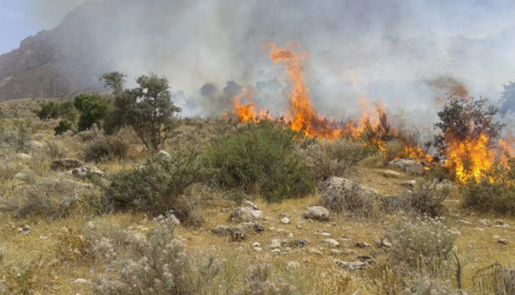 ساردوییه