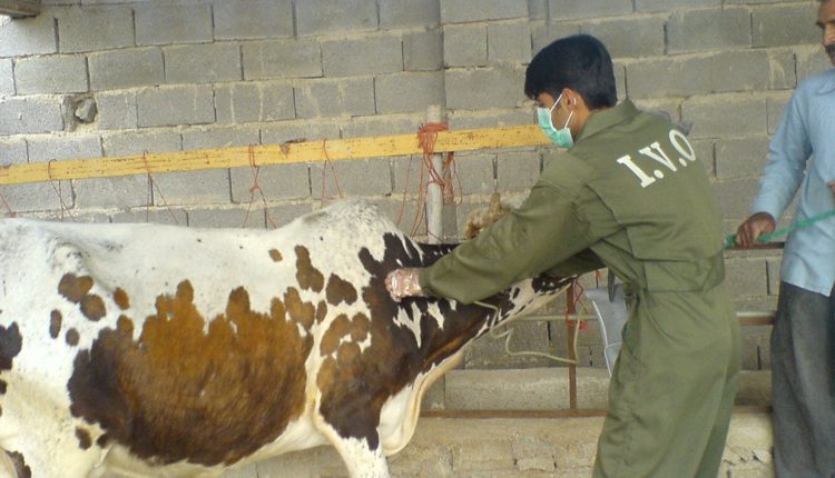 دامپزشکی