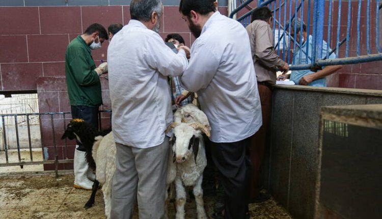 قربانی و ذبح دام