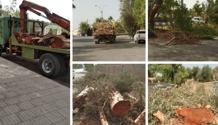 قطع درختان در شهداد